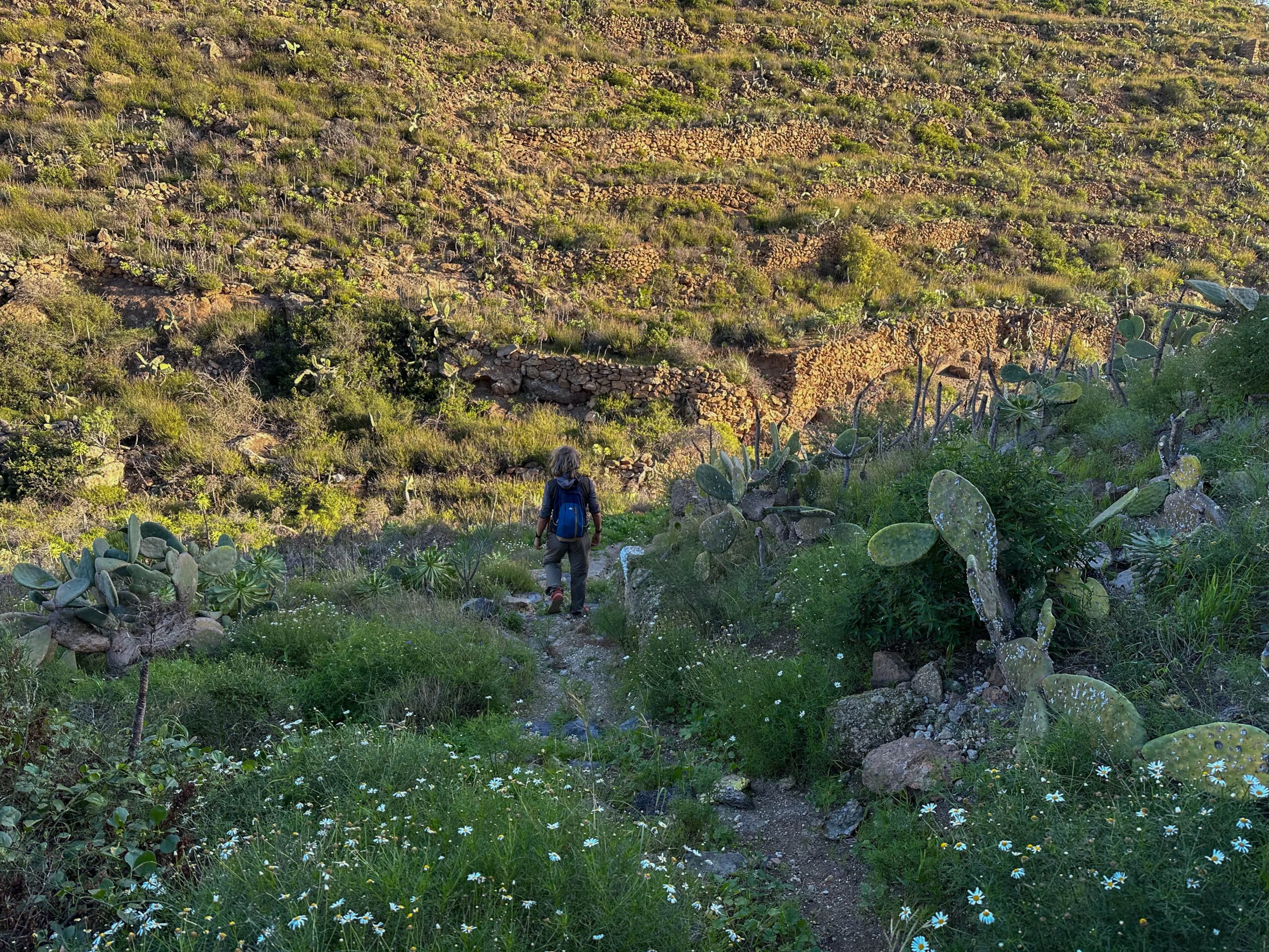 Wanderweg durch einen kleinen Barranco hinter Arico - Camino Real del Sur