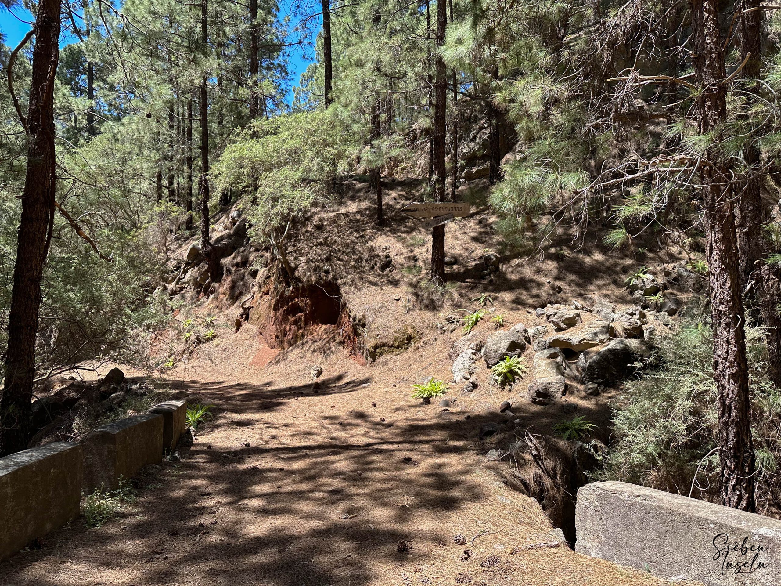 Abstiegsweg durch den Wald Richtung Igueste de Candelaria