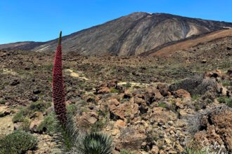 Tajinaste vor dem Teide