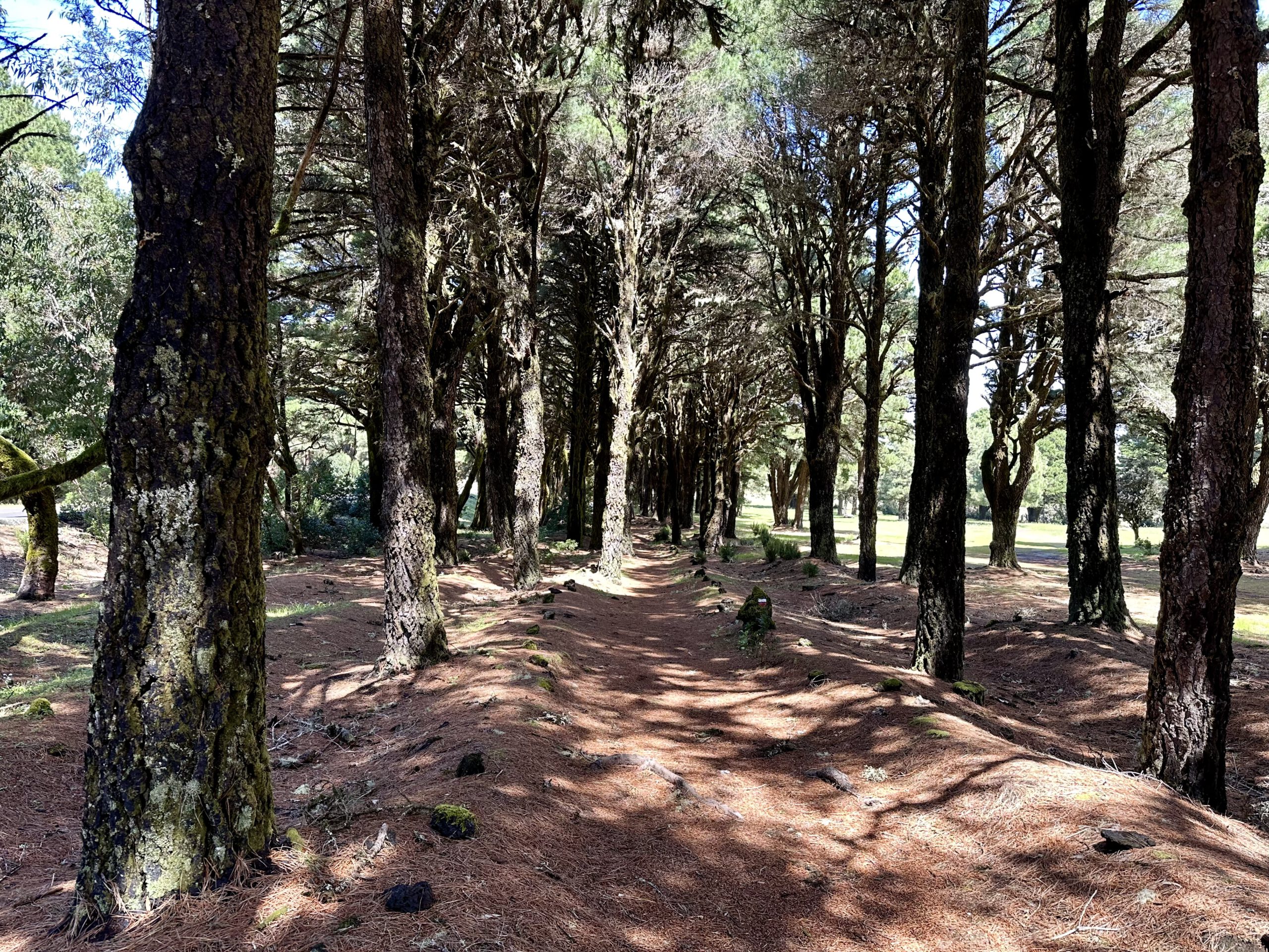 Waldweg nahe der Cumbre - angenehmes Wandern im Schatten zwischen grünen Wiesen - Camino de la Virgin