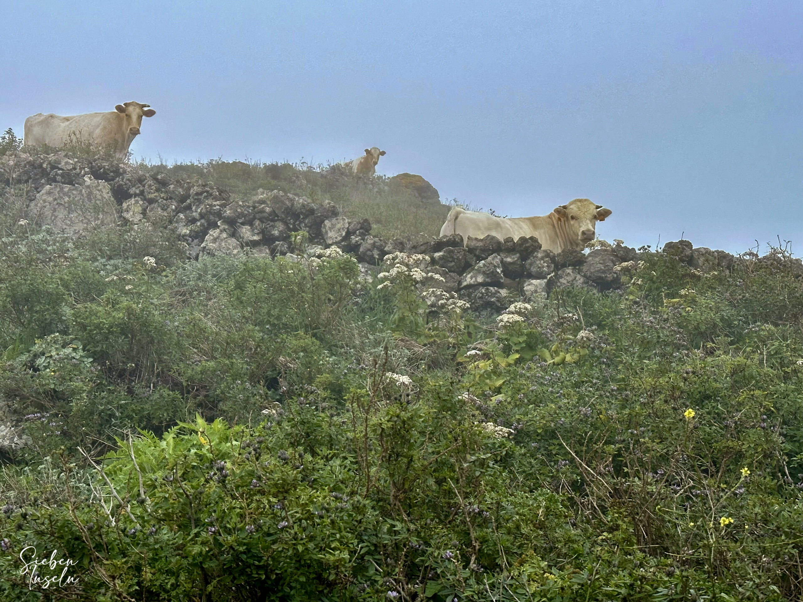 Kühe am Wegesrand - Camino de la Virgin