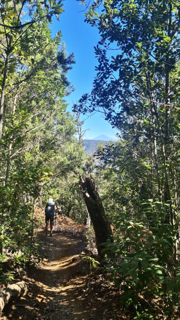 Wanderer auf dem Wanderweg durch den Nebelwald - im Hintergrund Teneriffa mit Teide