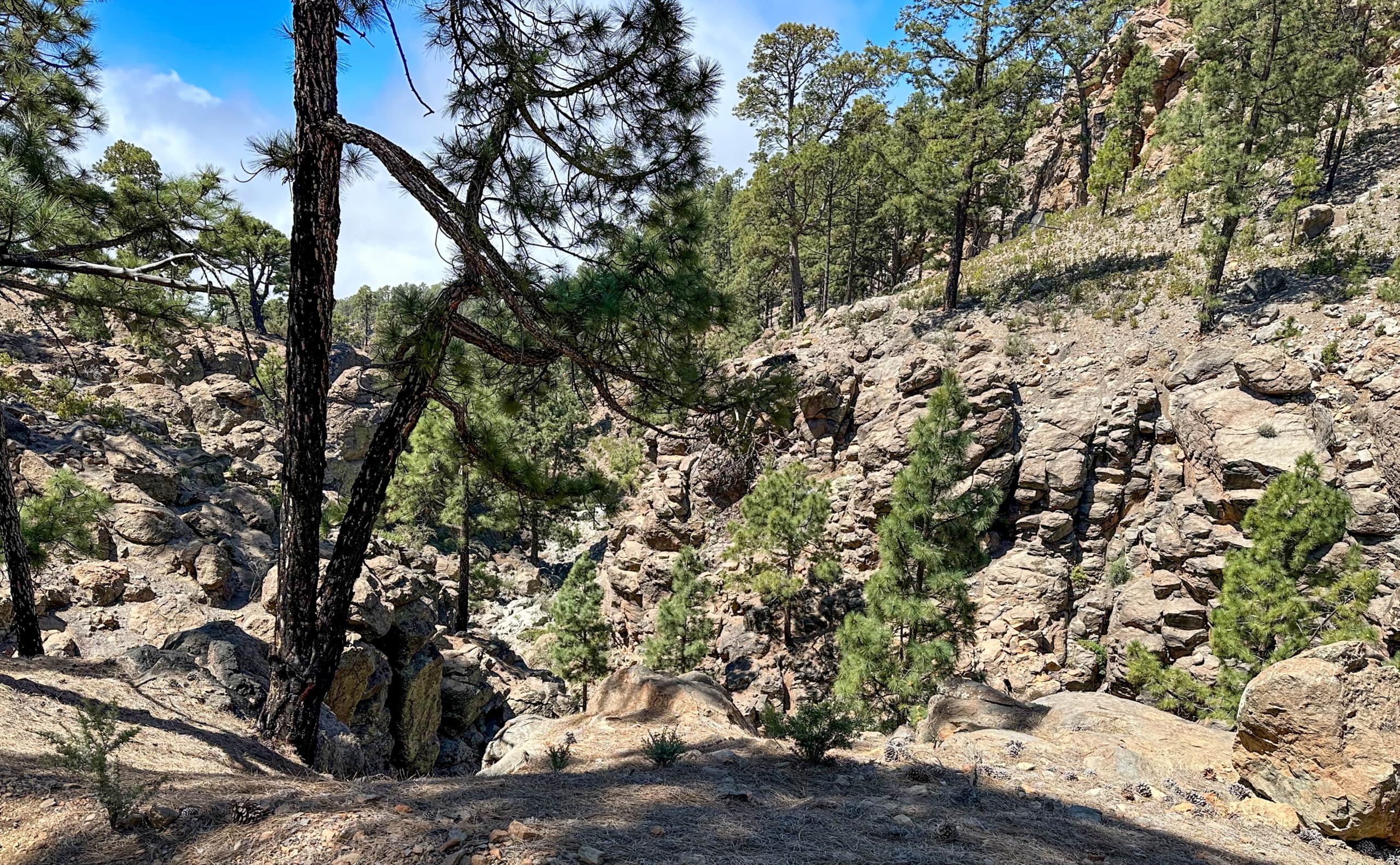 Wandern durch Kiefern und Felsenwände