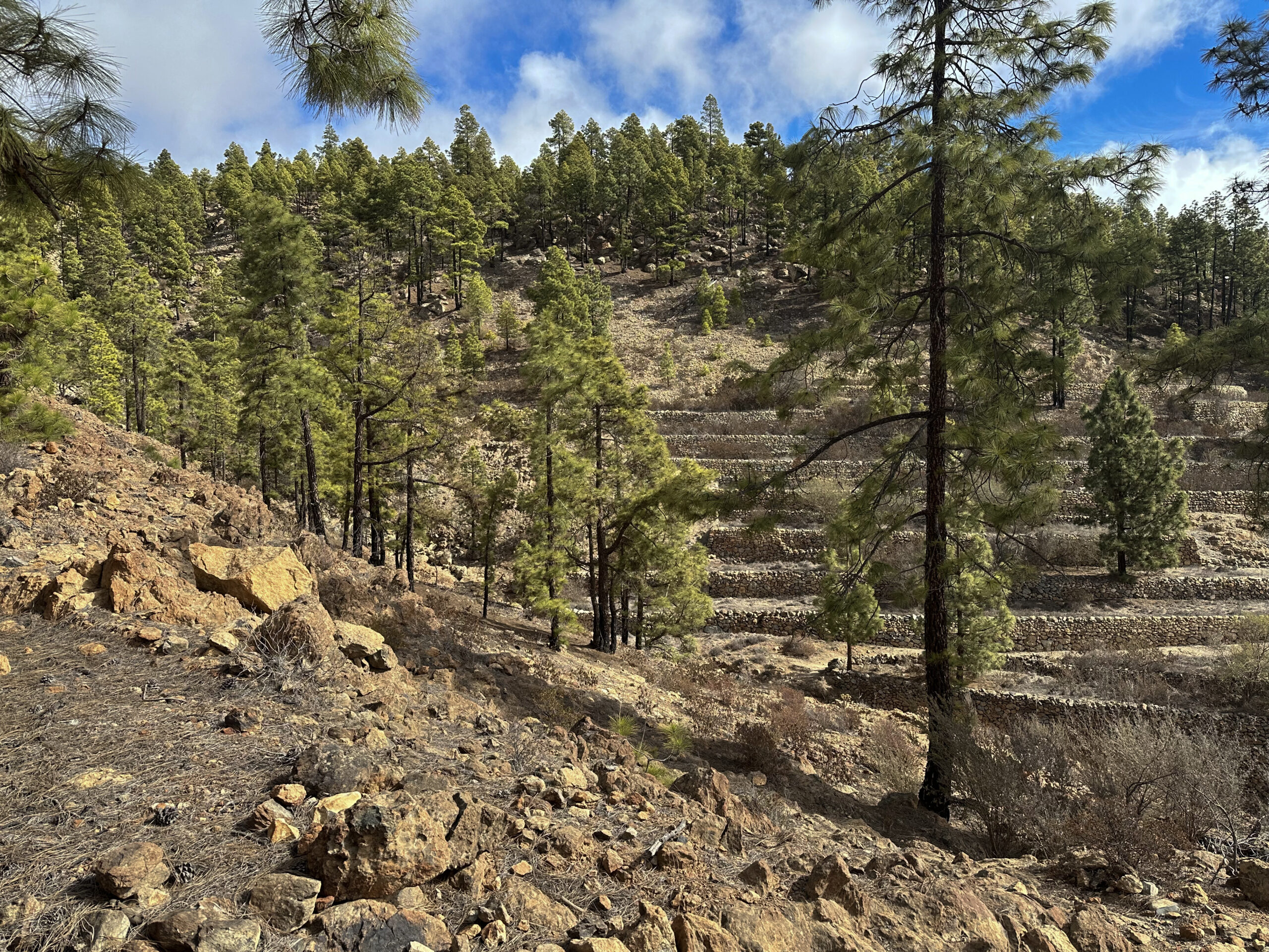 terrassierte Felder bei Trevejos