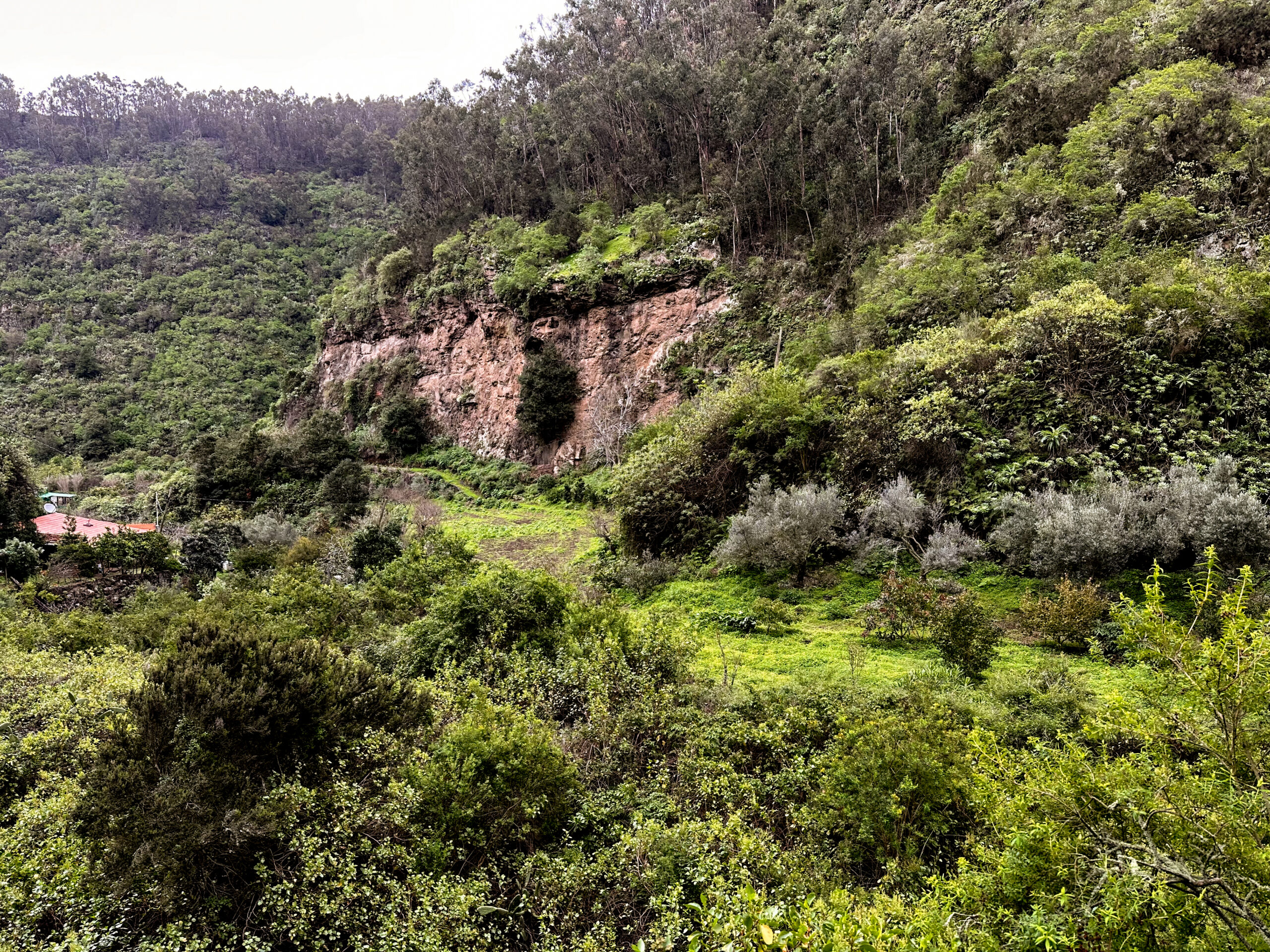 View of the green valley of the Barranco Laurel - Reserva Natural Especial Los Tilos de Moya