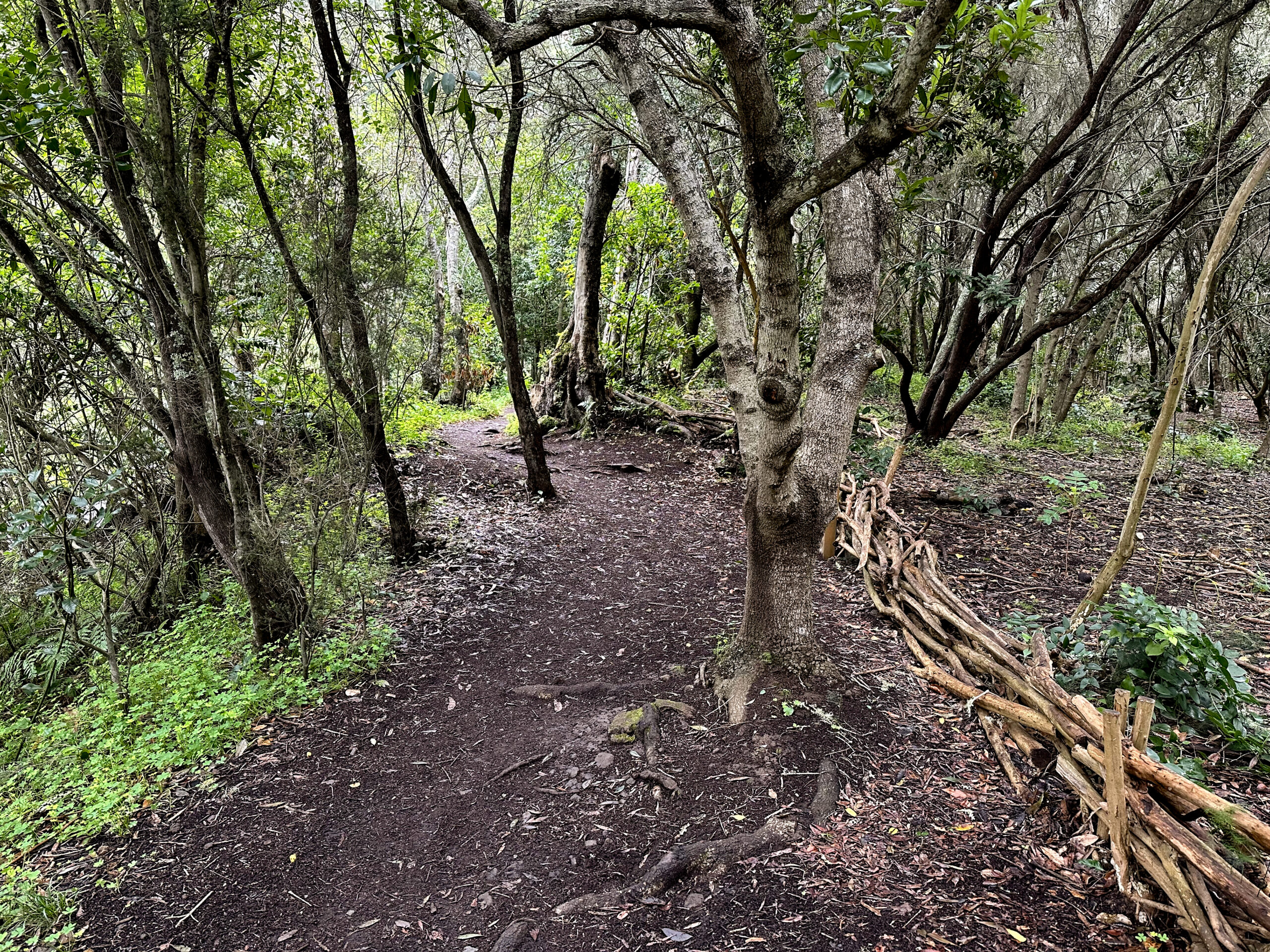 Path (SL) through the "primeval forest of Los Tilos"