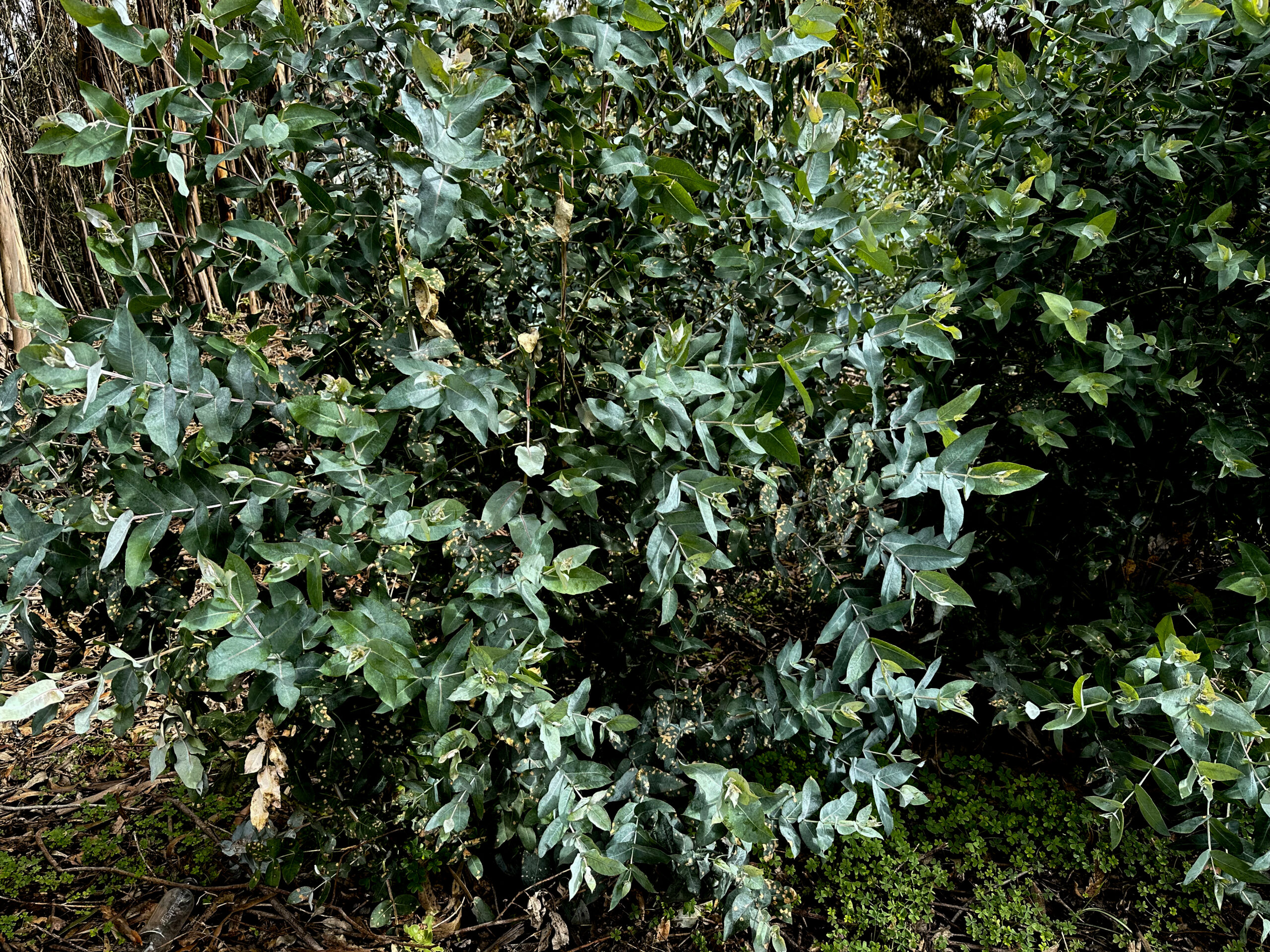 in the laurel forest