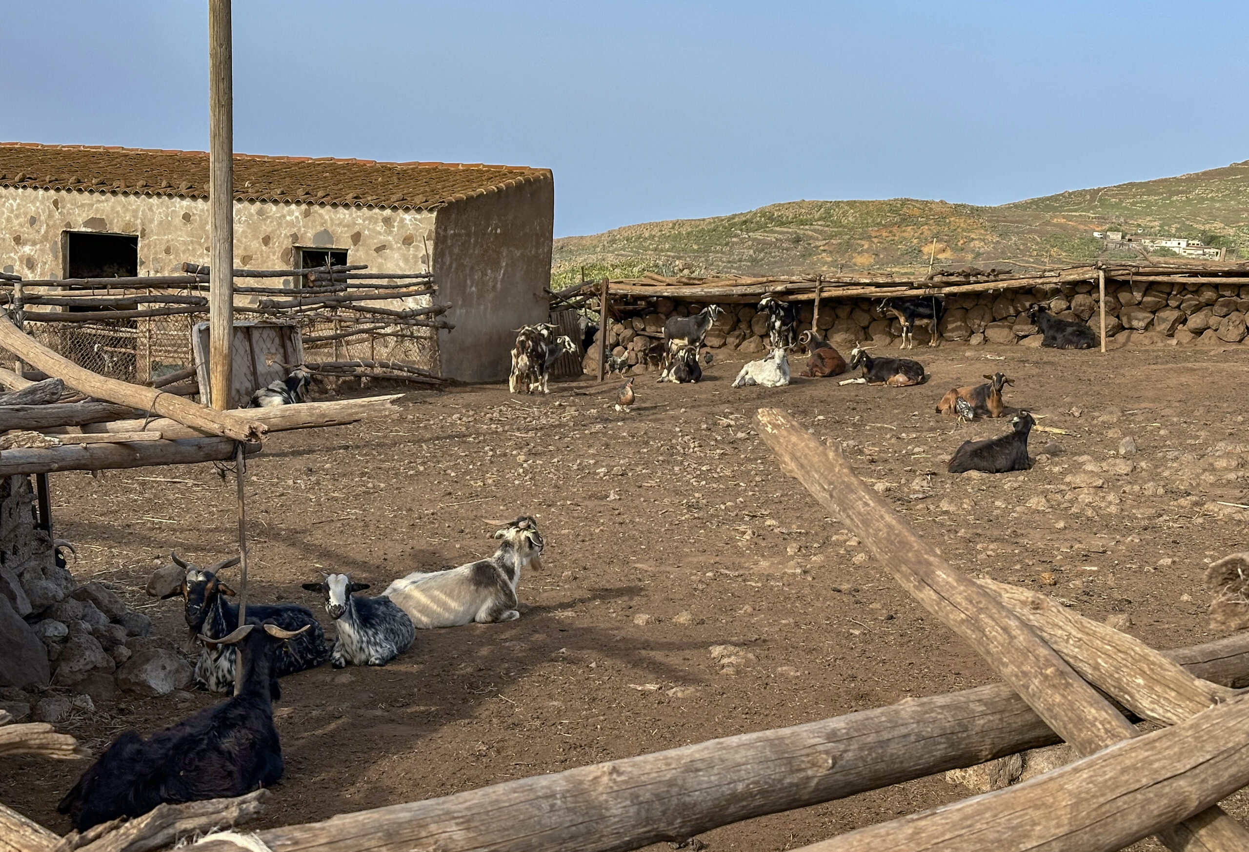 Goat farm on the hiking trail behind Teno Alto