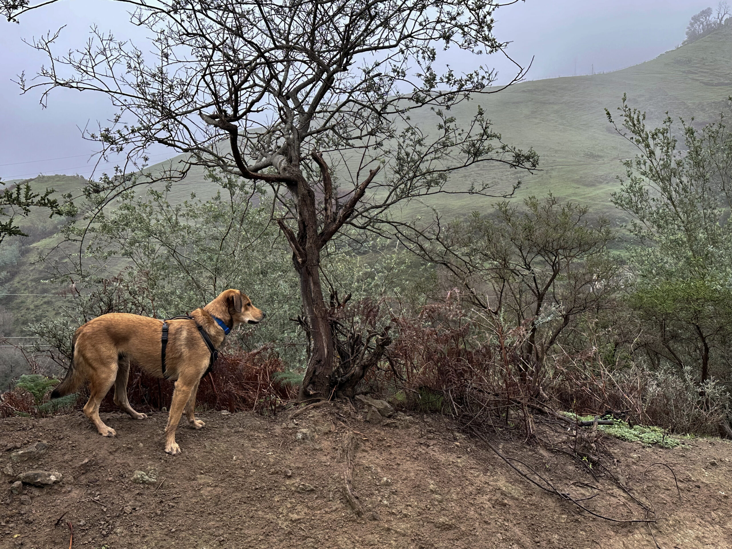 Der Wanderweg wirkt bei wolkenverhangenen Himmel über den Schluchten teilweise mystisch