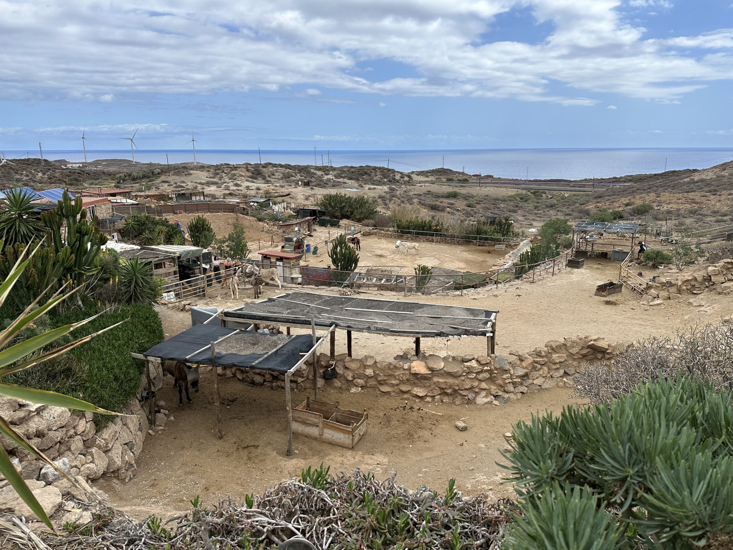 Tenerife Horse Rescue near Arco de Tajao