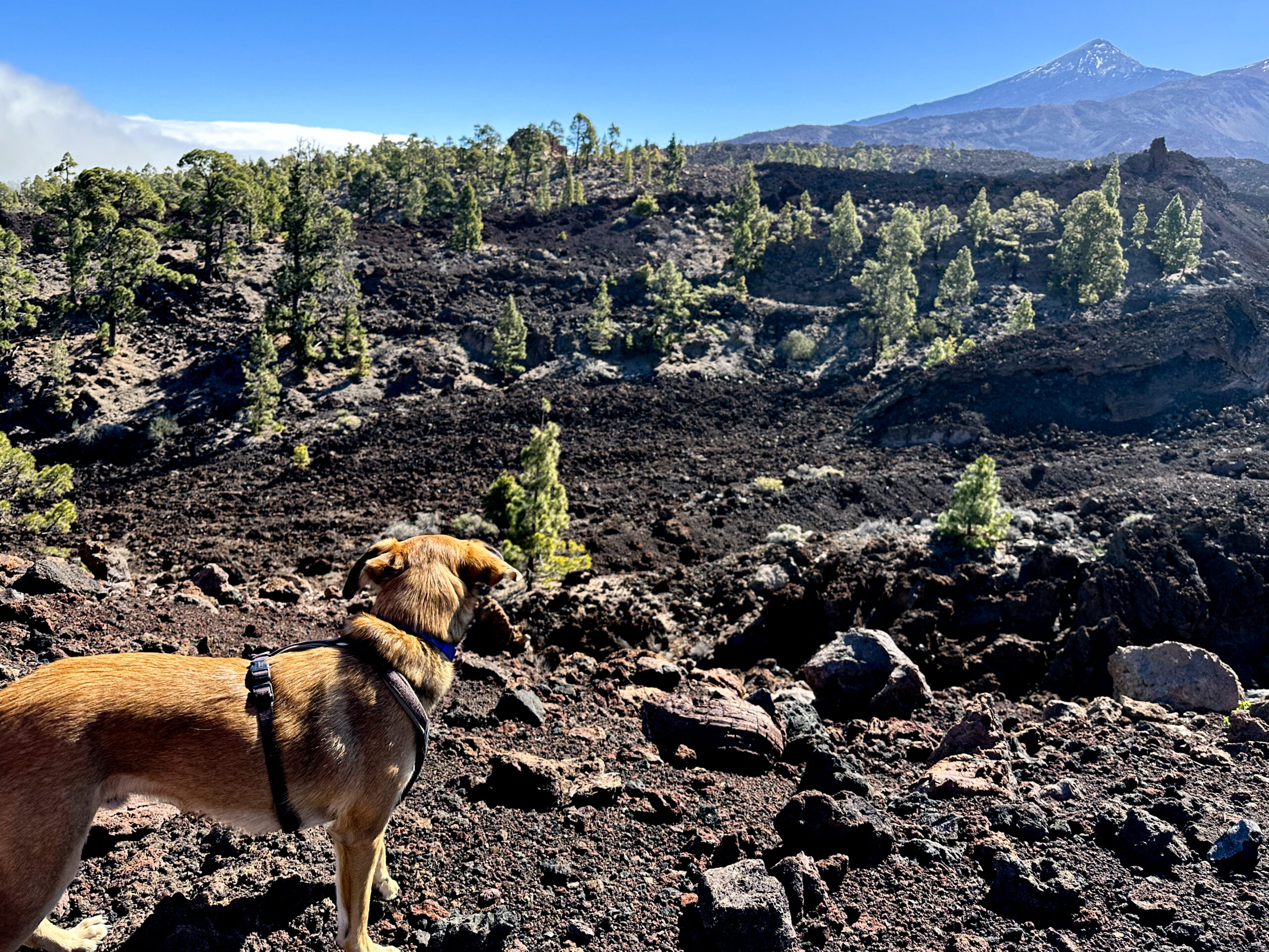 es gibt viel zu entdecken auf der Vulkanroute