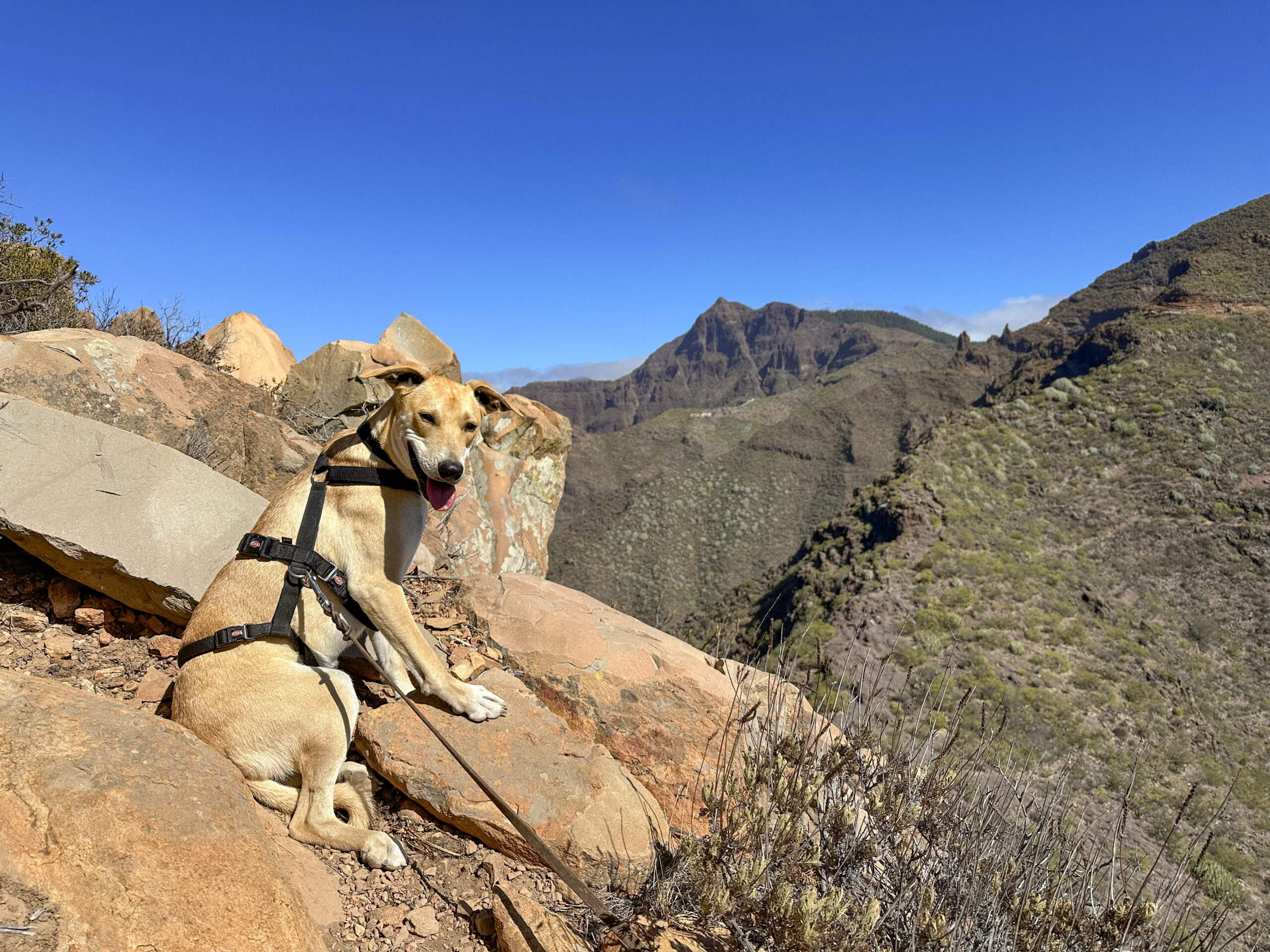 Dori, my four-legged hiking companion since September 2025