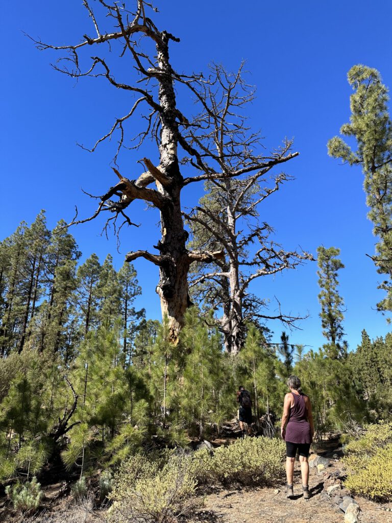 Hiking among giant trees along the trail