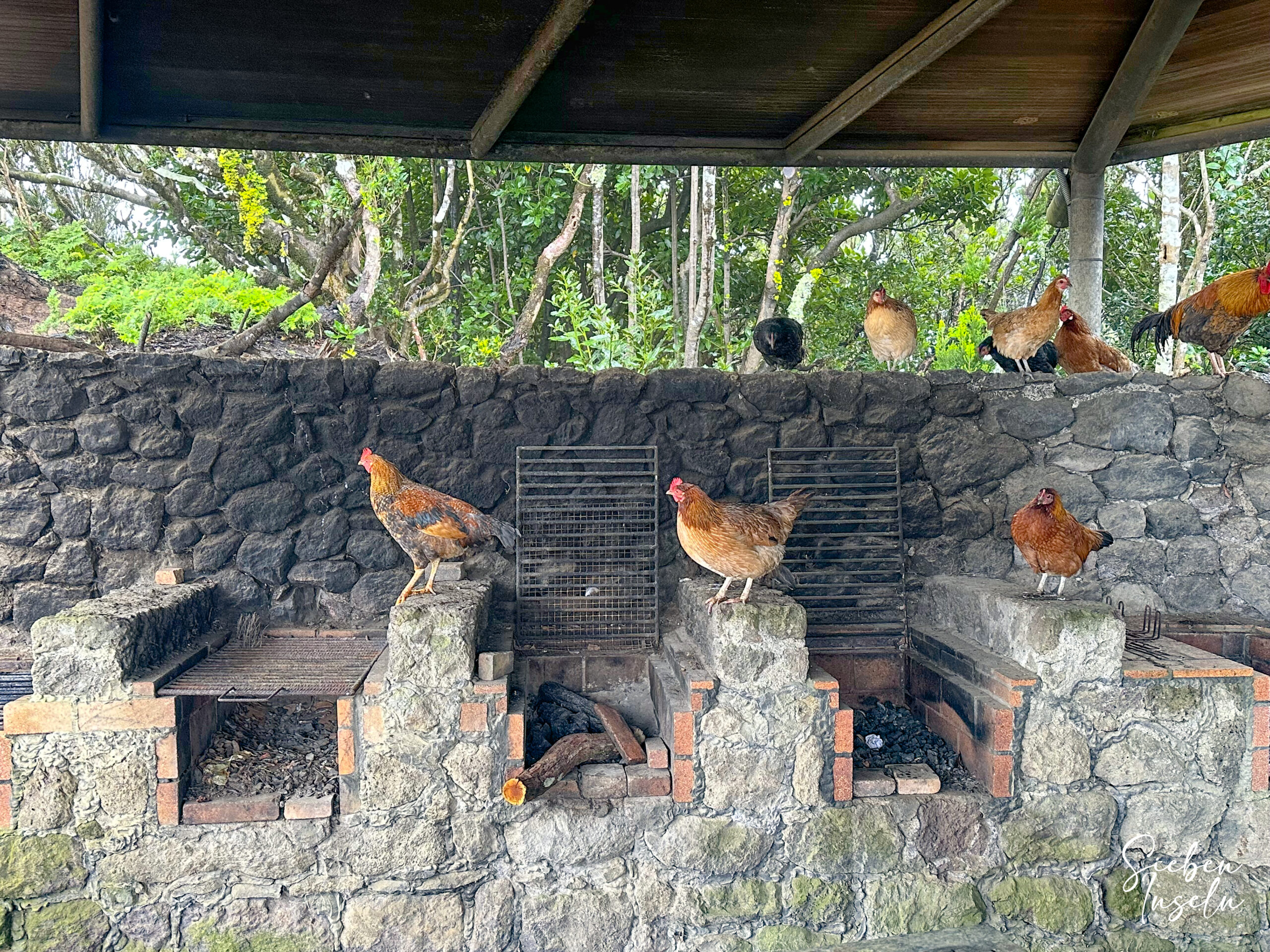 "Federvieh" auf dem Grill von Santa Clara :-)