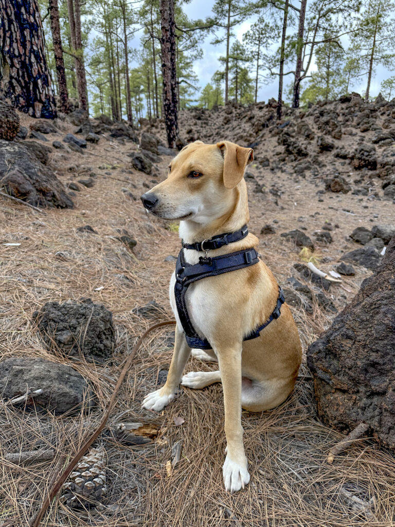 Dori – from the rubbish bin via Tierra Blanca – LivePaws and Canarian dogs to a stray dog